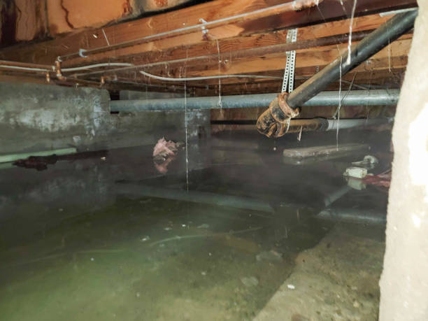 Best Professional water damage repair  in Edgemere, MD