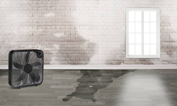 Best Carpet water damage restoration  in Edgemere, MD